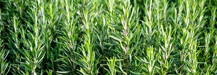 Nahaufnahme Rosmarinpflanzen